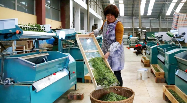 春茶貴如金,，茶商如何在短時間內(nèi)海量備貨？